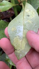 Phyllocoptes coprosmae