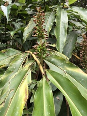 Alpinia kawakamii