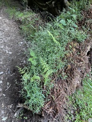 Cerastium subpilosum