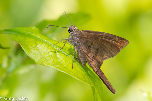 Brown Longtail