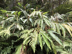 Alpinia kawakamii