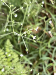 Cerastium subpilosum