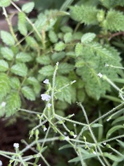 Cerastium subpilosum