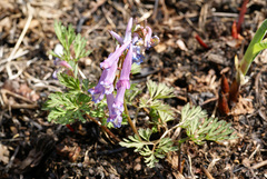 Corydalis fumariifolia