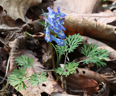 Corydalis fumariifolia