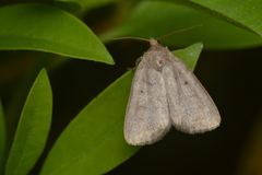 Athetiina