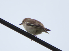 Agropsar philippensis