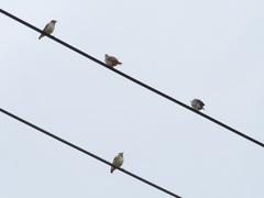 Agropsar philippensis