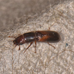 Corticotomus