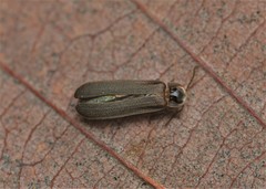 Phausis reticulata