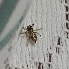 Araneae