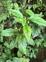 Lysimachia ardisioides