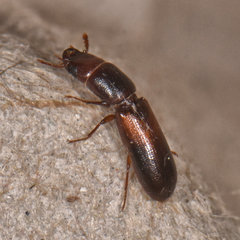 Corticotomus
