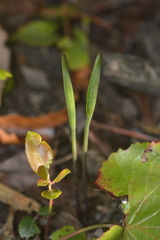 Cleistesiopsis bifaria