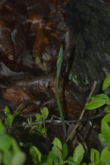Cleistesiopsis bifaria