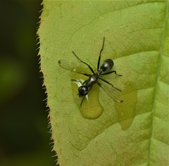 Myrmecothea myrmecoides