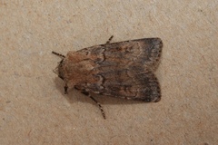 Agrotis cinerea
