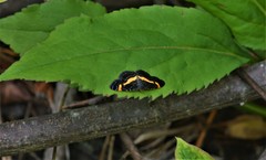 Heliomata infulata