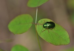 Colaspis favosa