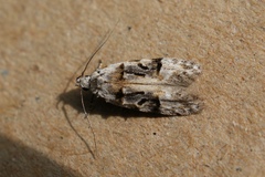 Altenia scriptella