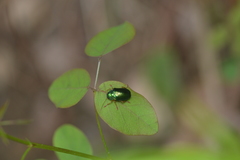 Colaspis favosa