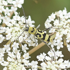 Chlorophorus varius