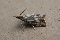 Chrysocrambus