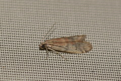Ephestia elutella