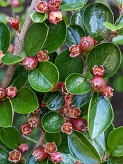 Cotoneaster hjelmqvistii
