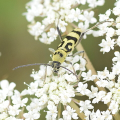 Chlorophorus varius
