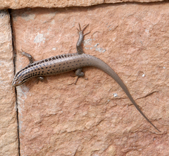 Heremites septemtaeniatus
