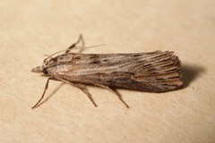 Megasis rippertella