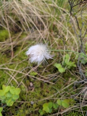 Eriophorum vaginatum