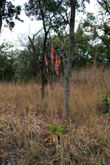 Aloe christianii
