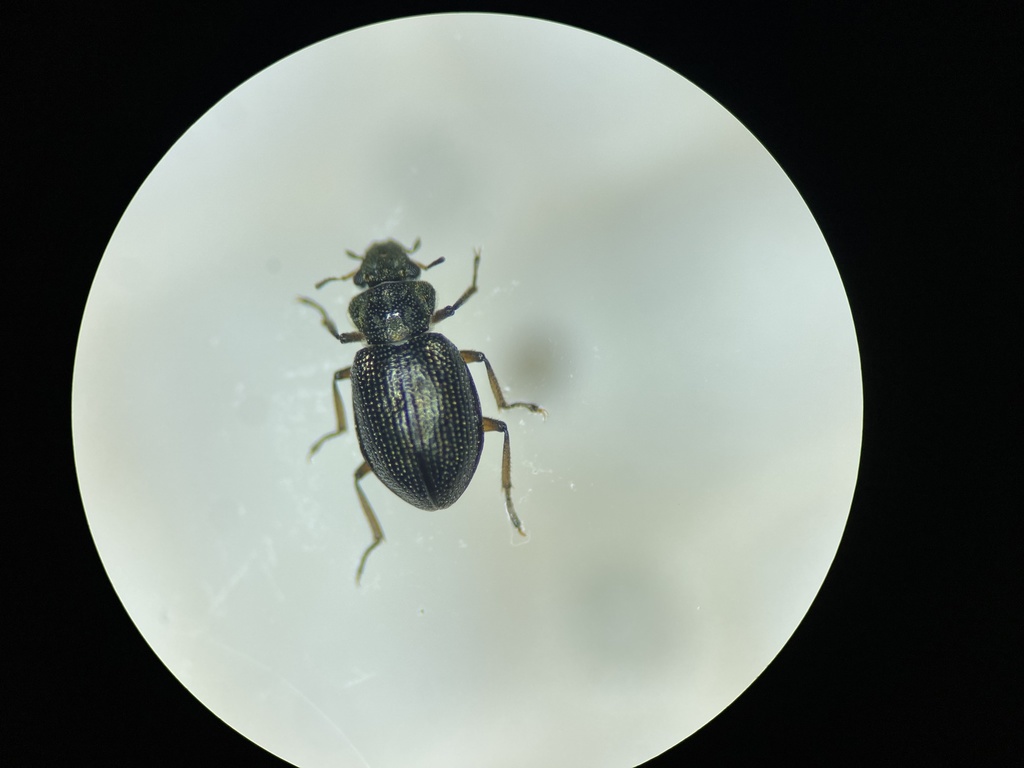 Hydraeninae