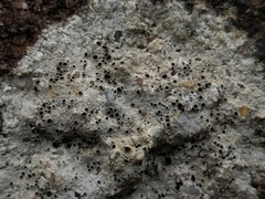 Lecanora gangaleoides