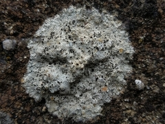 Lecanora gangaleoides