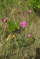 Dianthus capitatus