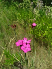 Dianthus capitatus