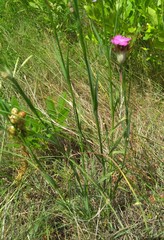 Dianthus capitatus