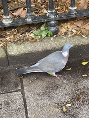 Columba palumbus