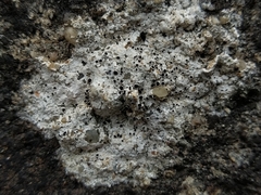 Lecanora gangaleoides