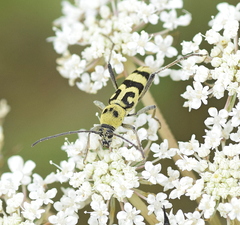 Chlorophorus varius