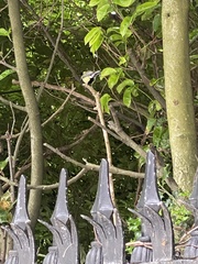 Parus major