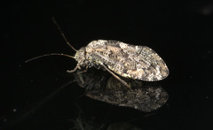 Nimbopsocus australis