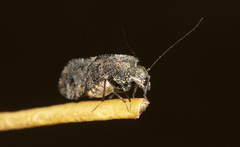 Nimbopsocus australis
