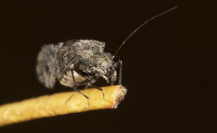 Nimbopsocus australis