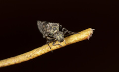 Nimbopsocus australis