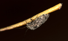 Nimbopsocus australis