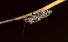 Nimbopsocus australis
